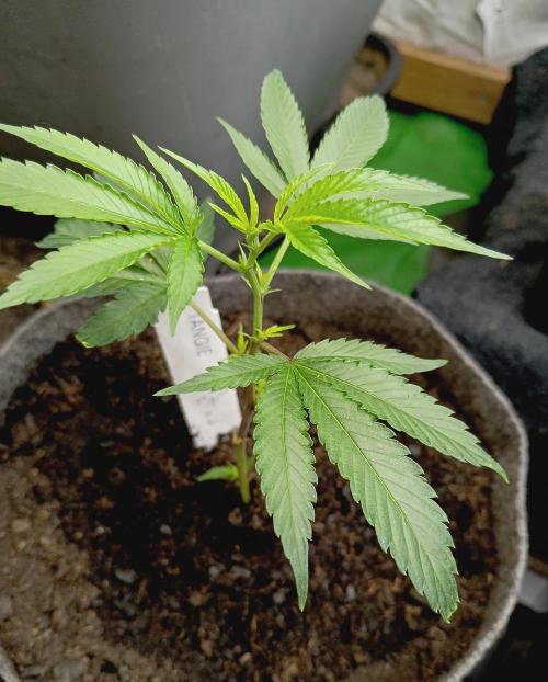 RQS Clones- VS. Autopot+Biotabs. Week 3