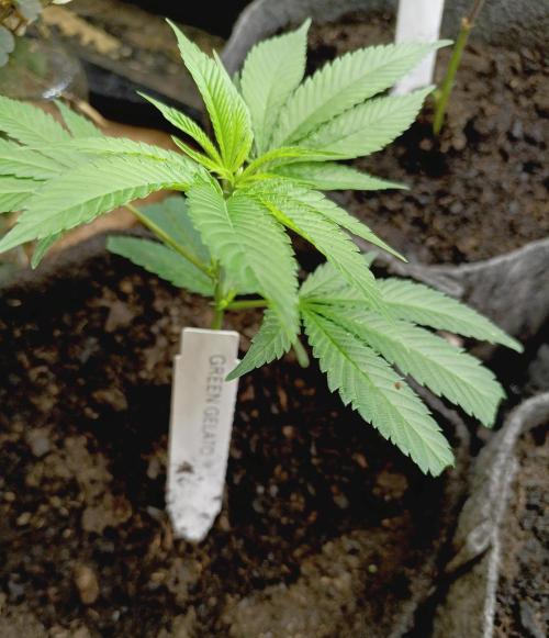 RQS Clones- VS. Autopot+Biotabs. Week 3