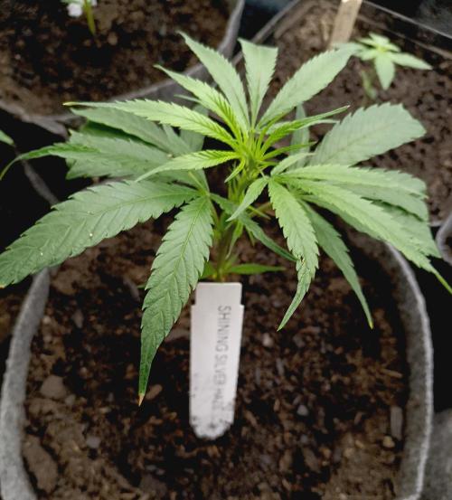 RQS Clones- VS. Autopot+Biotabs. Week 3