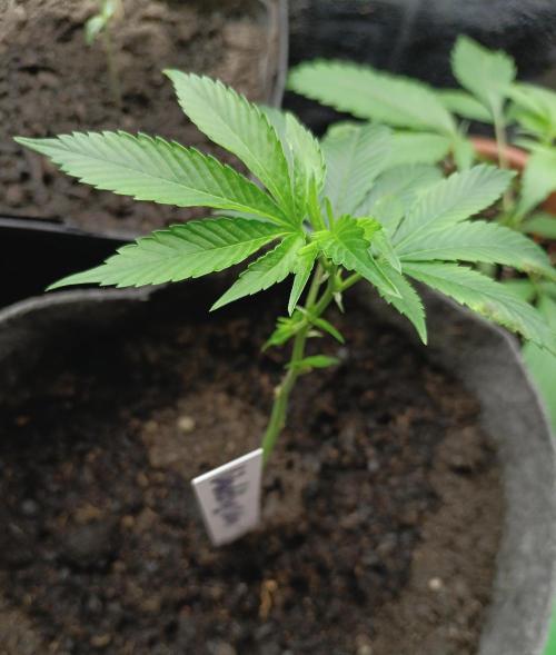 RQS Clones- VS. Autopot+Biotabs. Week 3