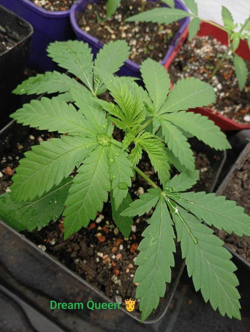 Autopot+Biotabs vs. Photoperiods #2026/3. Week 3