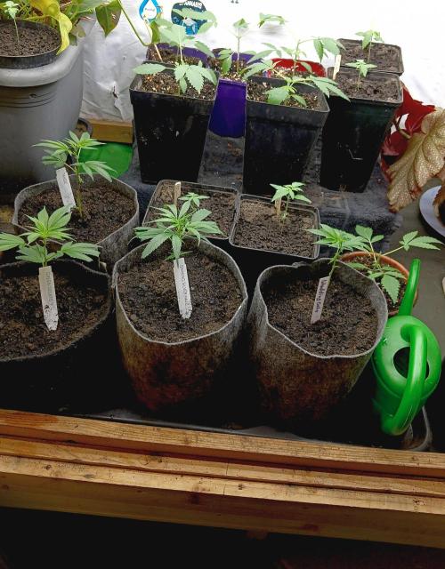 Dream Queen. Week 3