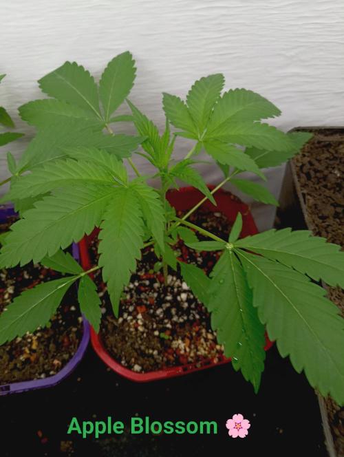 Autopot+Biotabs vs. Photoperiods #2026/2. Week 3