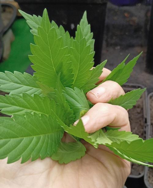 Autopot+Biotabs vs. Photoperiods #2026/2. Week 3