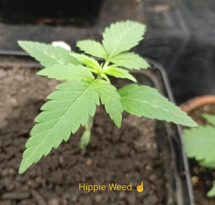 Outdoor 26// Hippieweed +Honey Cream. Week 2