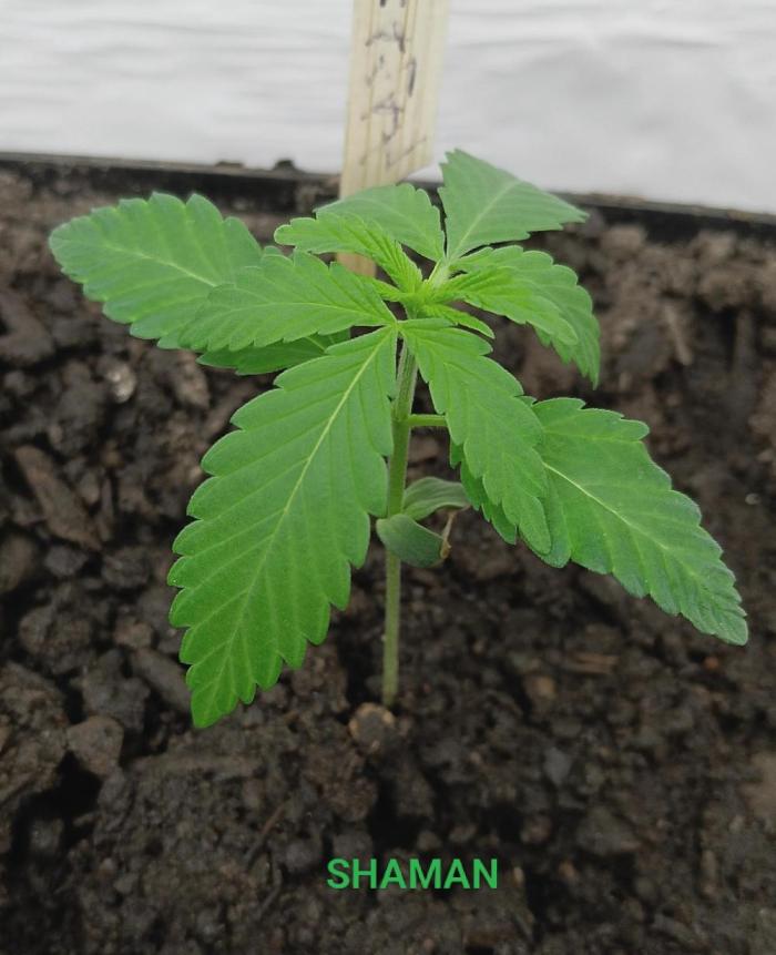 Outdoor 26 // SHAMAN. Week 2