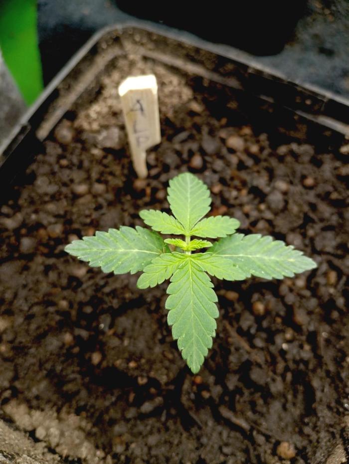 Outdoor 26// Alpskush- Swisscannabinoid. Week 2