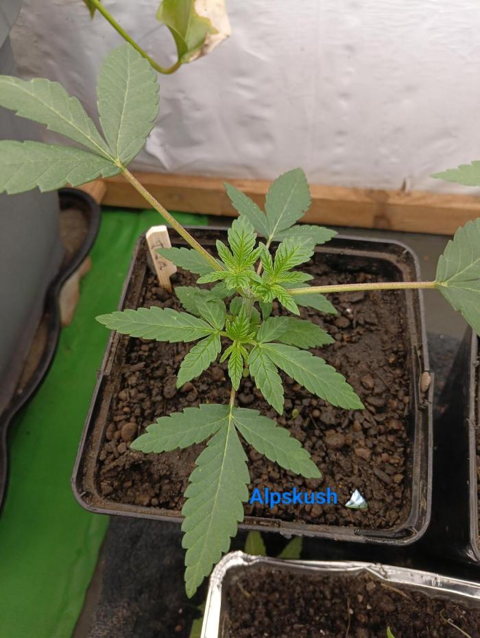 Outdoor 26// Alpskush- Swisscannabinoid. Week 3