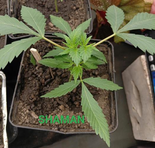Terra Preta. Week 3