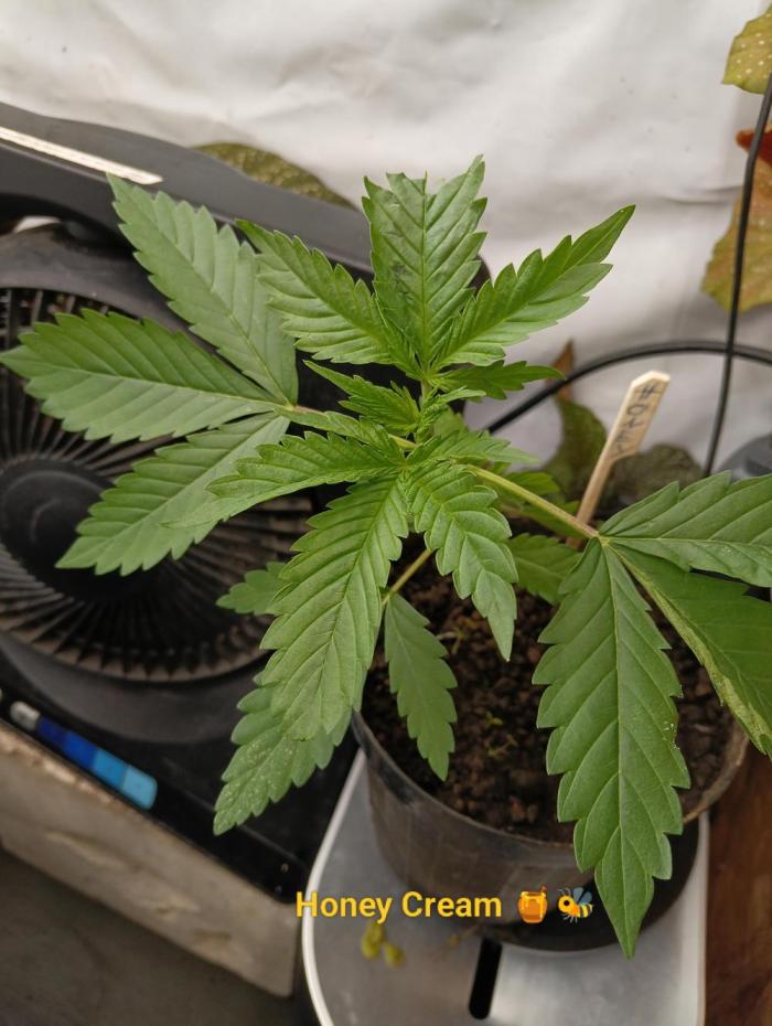 Outdoor 26// Hippieweed +Honey Cream. Week 3