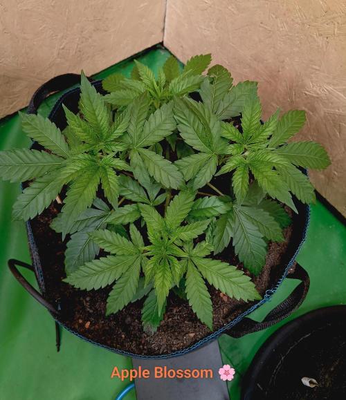 Autopot+Biotabs vs. Photoperiods #2026/2. Week 5