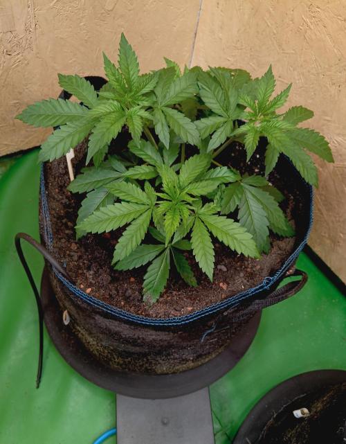 Autopot+Biotabs vs. Photoperiods #2026/2. Week 5