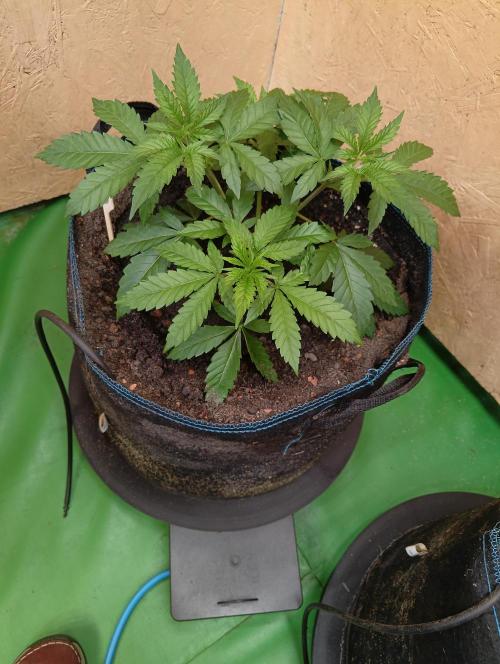 Autopot+Biotabs vs. Photoperiods #2026/2. Week 5
