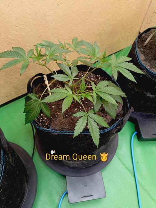 Autopot+Biotabs vs. Photoperiods #2026/3. Week 5