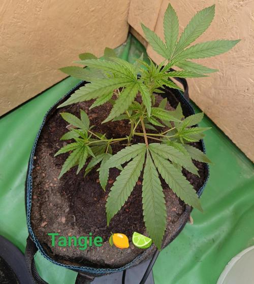 RQS Clones- VS. Autopot+Biotabs. Week 5 - after