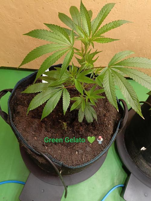 RQS Clones- VS. Autopot+Biotabs. Week 5
