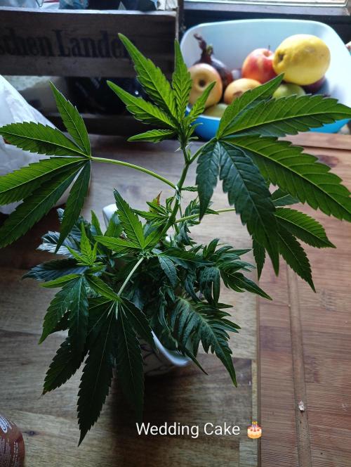 RQS Clones- VS. Autopot+Biotabs. Week 5 - wedding cake- needs new roots, i broke the stem