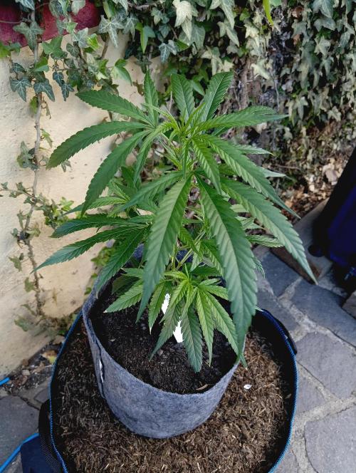 RQS Clones- VS. Autopot+Biotabs. Week 5 - shining silver haze, 
goes outdoors