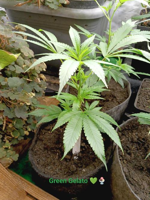 RQS Clones- VS. Autopot+Biotabs. Week 5 - before transplant