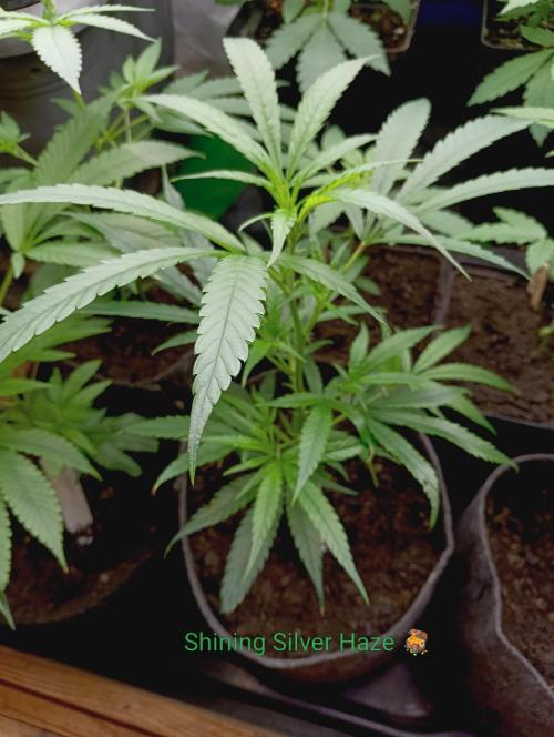 RQS Clones- VS. Autopot+Biotabs. Week 5