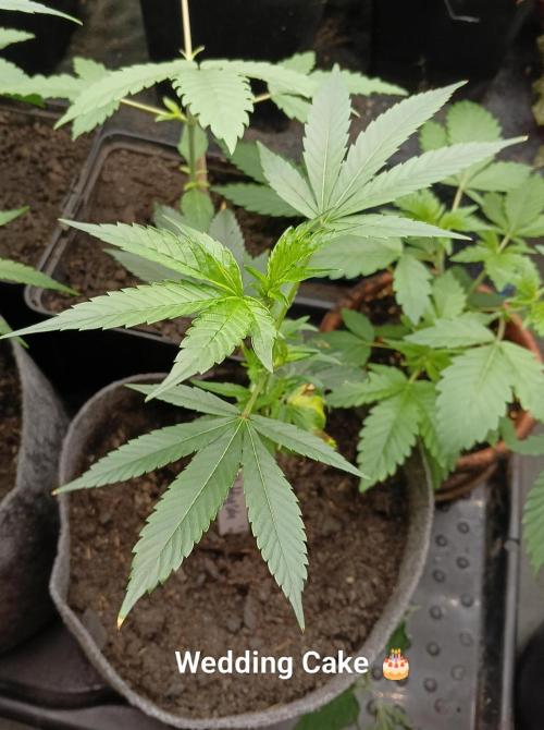 RQS Clones- VS. Autopot+Biotabs. Week 5