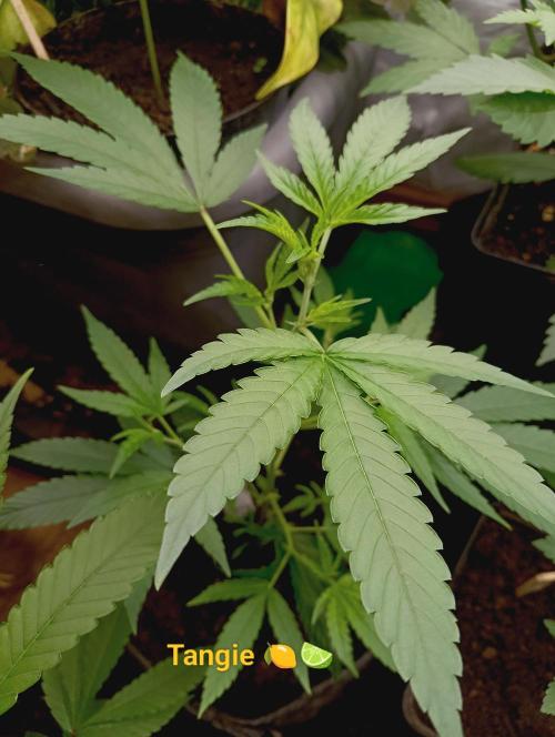 RQS Clones- VS. Autopot+Biotabs. Week 5