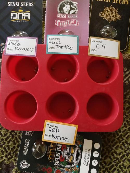 OUT 26/ New/ Full Throttle Sensi Seeds. Week 0