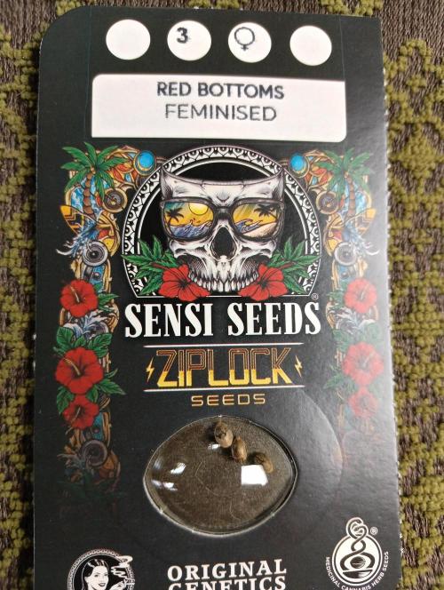 OUT26/NEW/ RED BOTTOMS- Sensi Seeds. Week 0