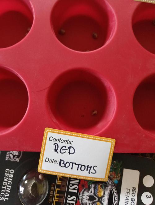 OUT26/NEW/ RED BOTTOMS- Sensi Seeds. Week 0