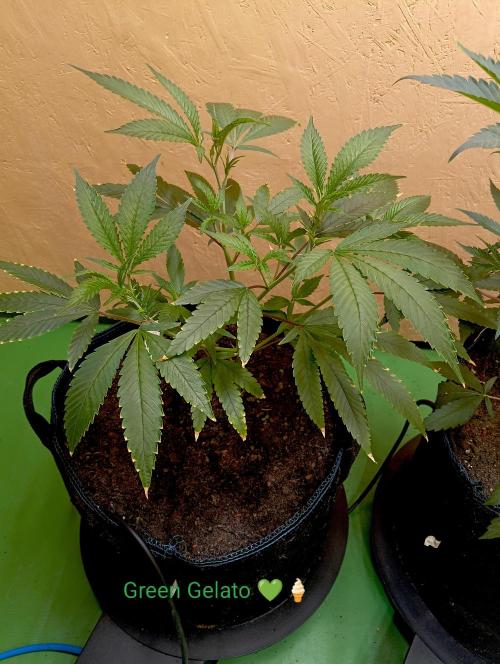 RQS Clones- VS. Autopot+Biotabs. Week 6