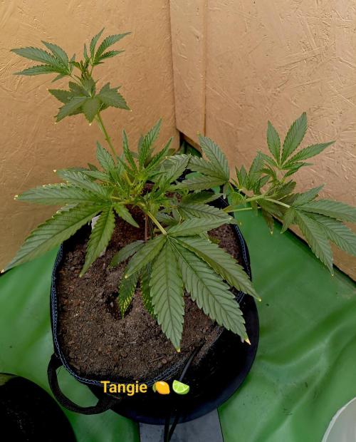 RQS Clones- VS. Autopot+Biotabs. Week 6