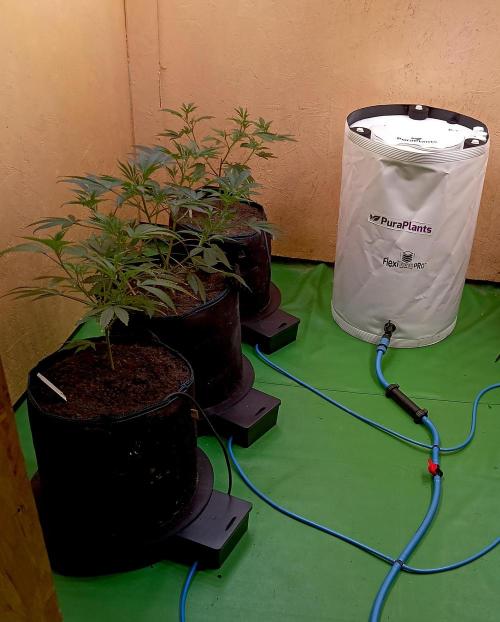 RQS Clones- VS. Autopot+Biotabs. Week 6