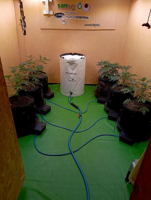 RQS Clones- VS. Autopot+Biotabs. Week 6