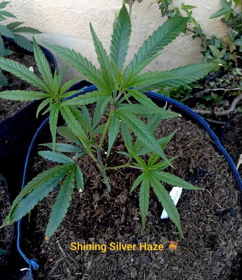 Shining Silver Haze. Week 3