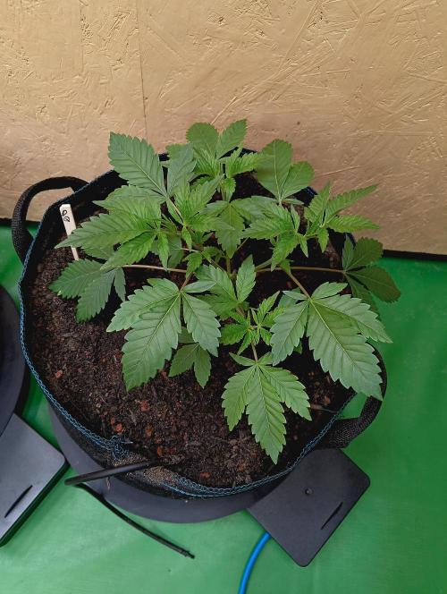Autopot+Biotabs vs. Photoperiods #2026/3. Week 6