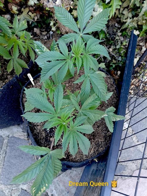 Autopot+Biotabs vs. Photoperiods #2026/3. Week 6