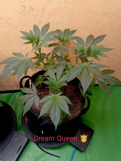 Dream Queen. Week 6