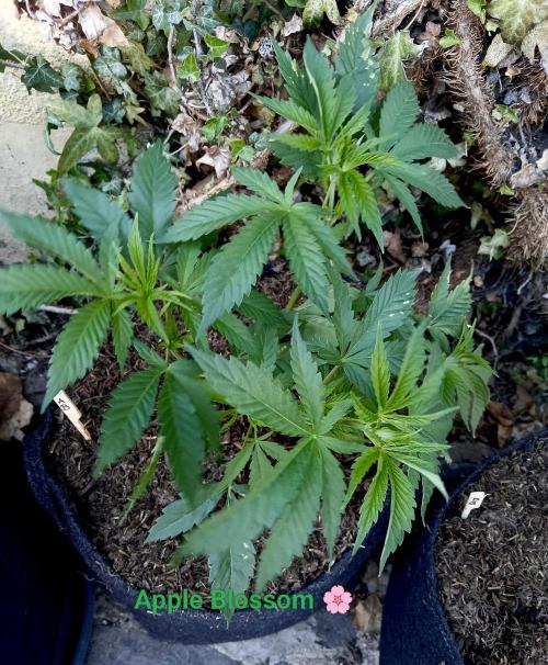 Autopot+Biotabs vs. Photoperiods #2026/2. Week 6