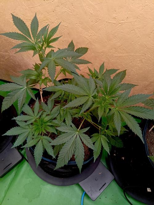 Autopot+Biotabs vs. Photoperiods #2026/2. Week 6