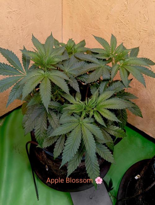 Autopot+Biotabs vs. Photoperiods #2026/2. Week 6