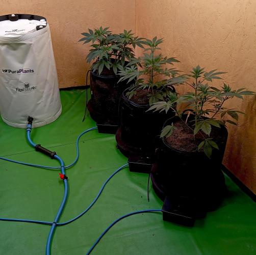 Autopot+Biotabs vs. Photoperiods #2026/2. Week 6