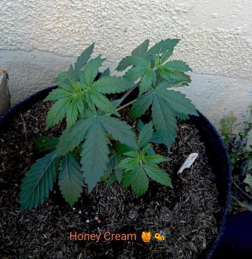 Outdoor 26// Hippieweed +Honey Cream. Week 4