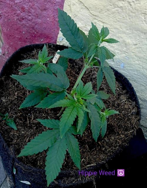 Outdoor 26// Hippieweed +Honey Cream. Week 4