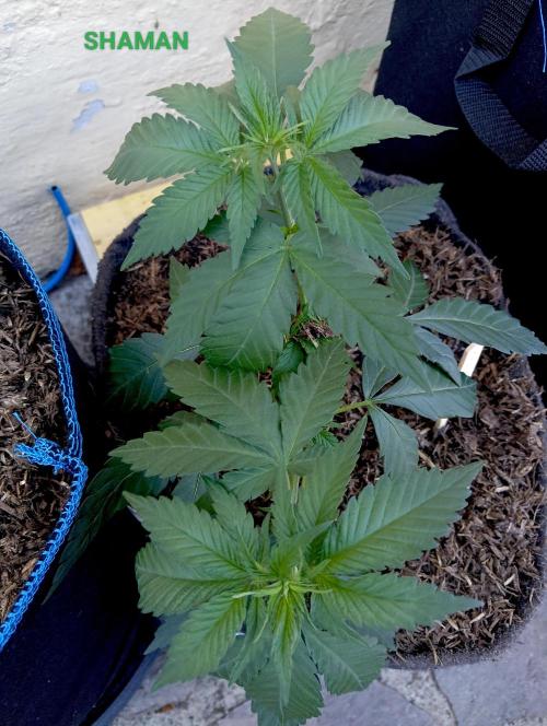 Outdoor 26 // SHAMAN. Week 4