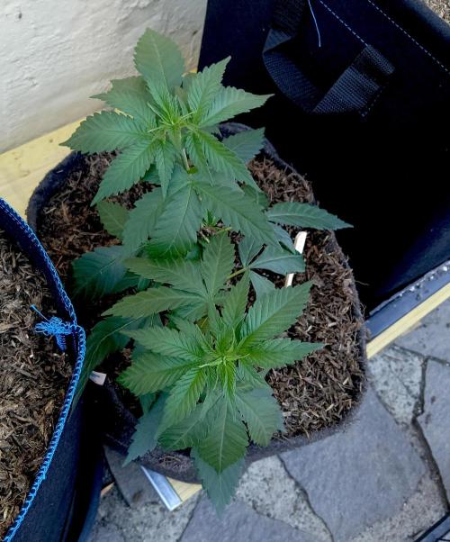 Outdoor 26 // SHAMAN. Week 4