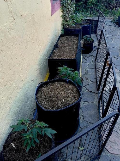 Outdoor 26 // SHAMAN. Week 4