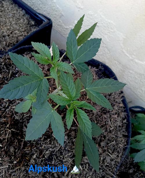 Outdoor 26// Alpskush- Swisscannabinoid. Week 4