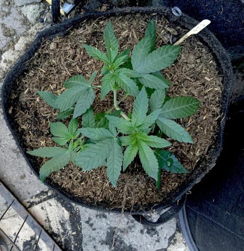 Outdoor 26// Alpskush- Swisscannabinoid. Week 4