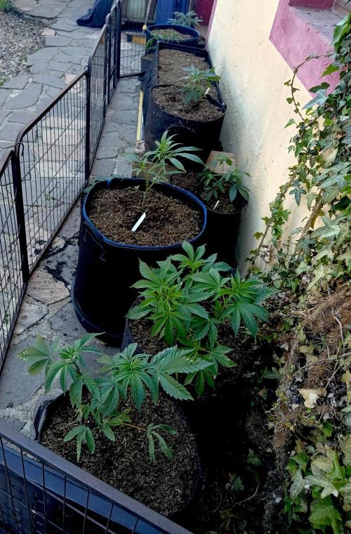 Outdoor 26// Alpskush- Swisscannabinoid. Week 4