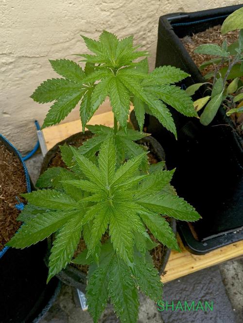 Outdoor 26 // SHAMAN. Week 5